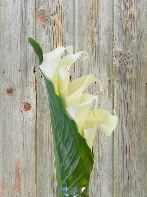  CASCADE WHITE MAGNUM CALLA LILY 6 STEM BOUQUET